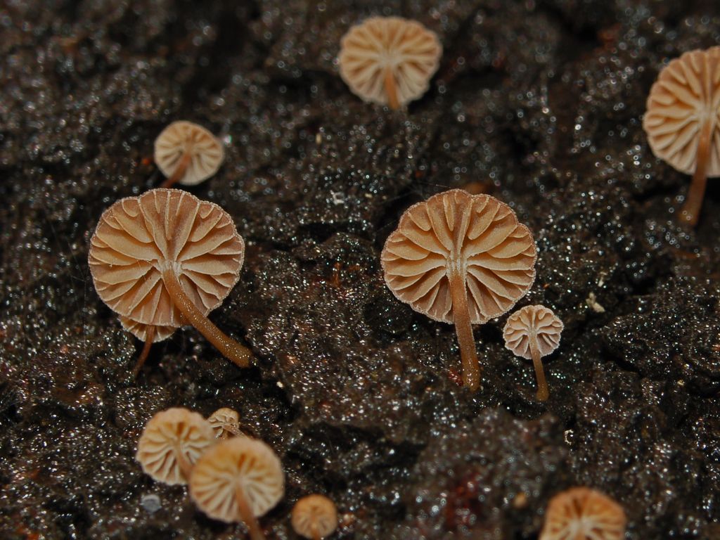 Mycena meliigena
